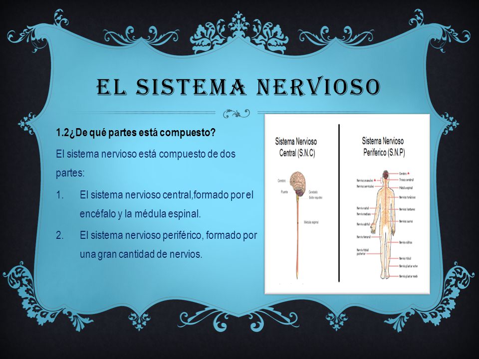 el sistema nervioso 1.2¿De qué partes está compuesto