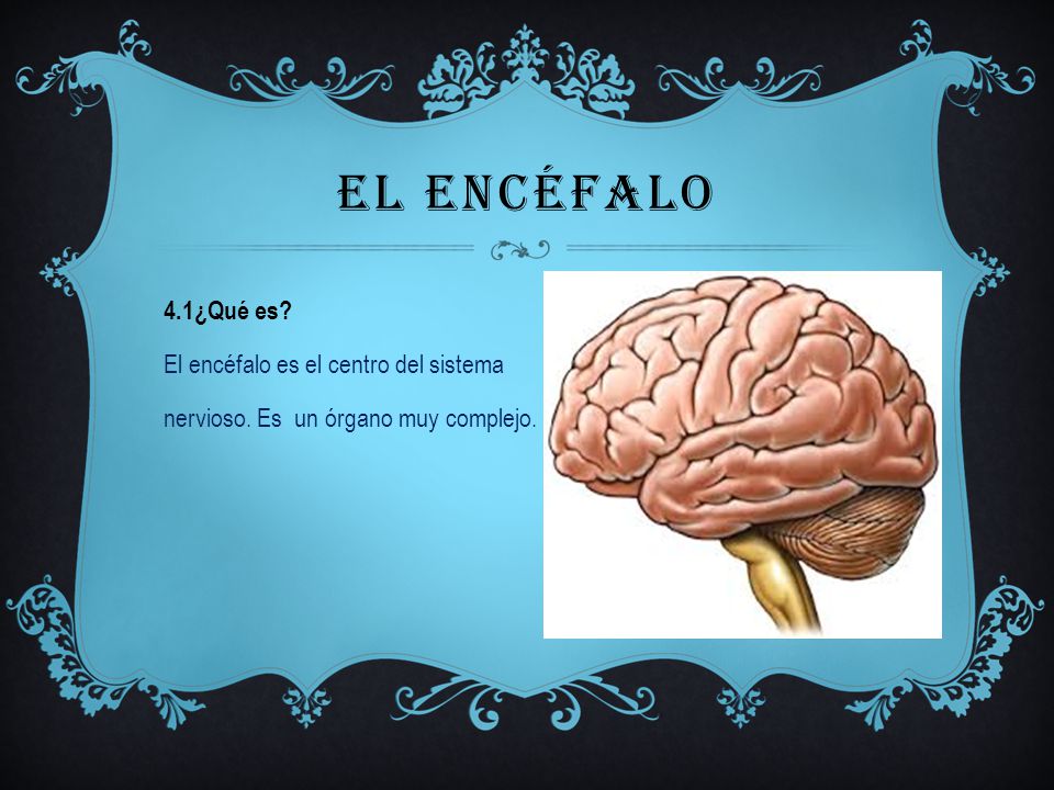 El encéfalo 4.1¿Qué es El encéfalo es el centro del sistema nervioso. Es un órgano muy complejo.