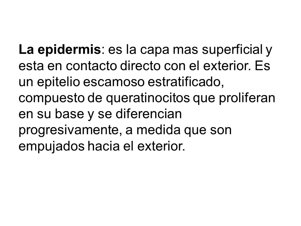 La epidermis: es la capa mas superficial y esta en contacto directo con el exterior.