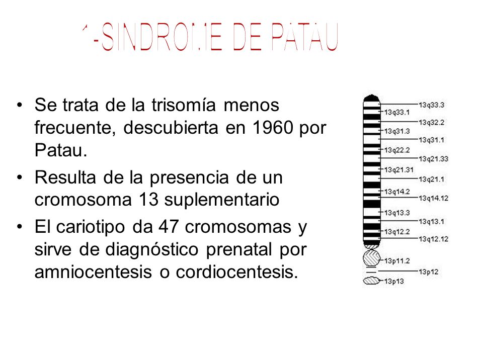 1-SINDROME DE PATAU Se trata de la trisomía menos frecuente, descubierta en 1960 por Patau. Resulta de la presencia de un cromosoma 13 suplementario.
