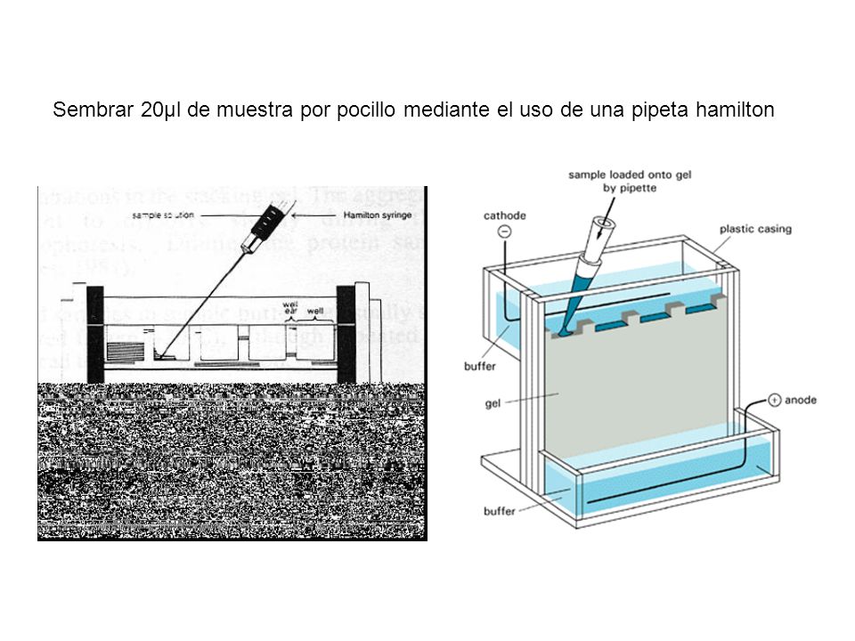 Sembrar 20μl de muestra por pocillo mediante el uso de una pipeta hamilton