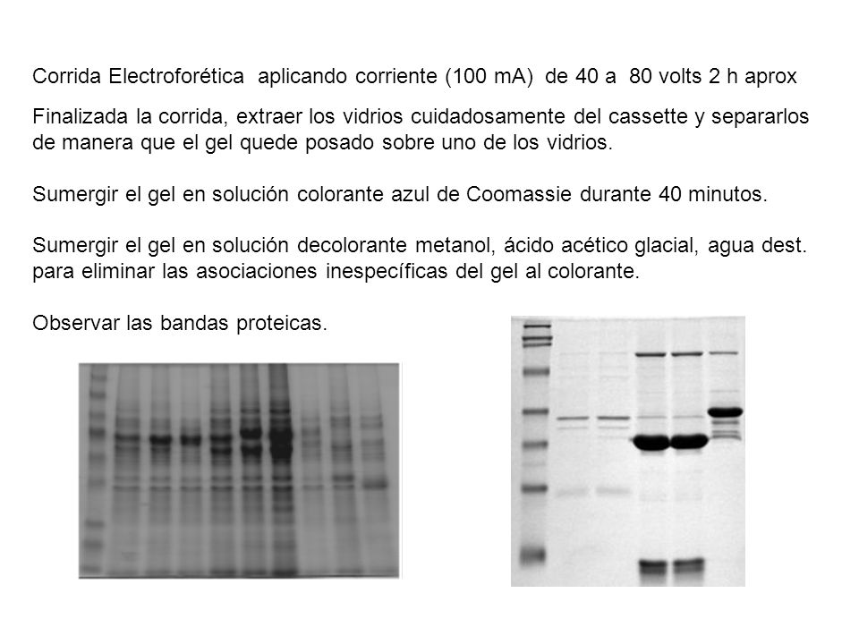 Corrida Electroforética aplicando corriente (100 mA) de 40 a 80 volts 2 h aprox