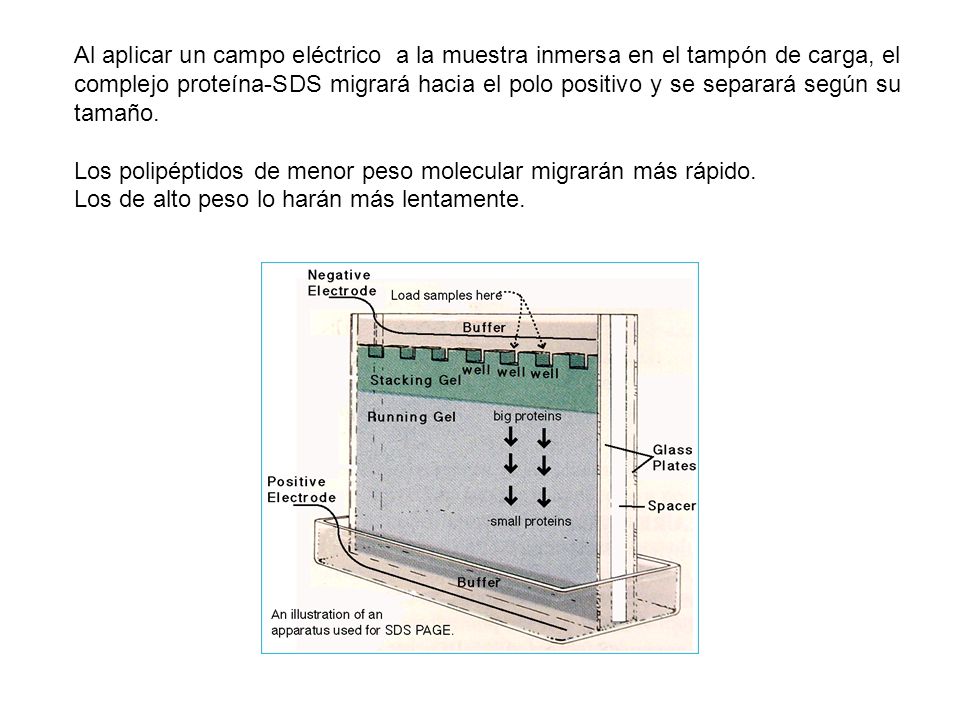 Al aplicar un campo eléctrico a la muestra inmersa en el tampón de carga, el complejo proteína-SDS migrará hacia el polo positivo y se separará según su tamaño.