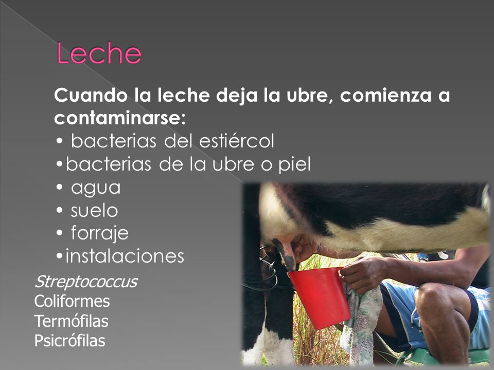 Leche Cuando la leche deja la ubre, comienza a contaminarse: