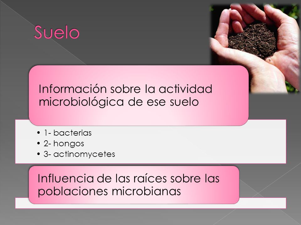Suelo Influencia de las raíces sobre las poblaciones microbianas