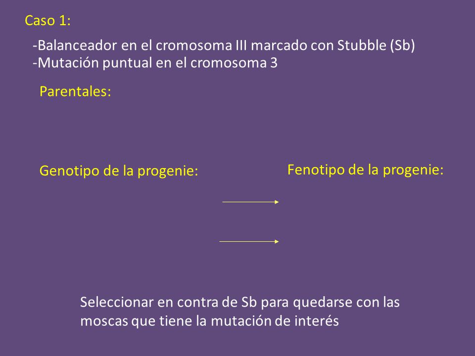 Caso 1: -Balanceador en el cromosoma III marcado con Stubble (Sb) -Mutación puntual en el cromosoma 3.