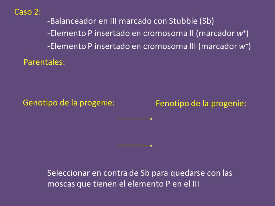 Caso 2: -Balanceador en III marcado con Stubble (Sb) -Elemento P insertado en cromosoma II (marcador w+)