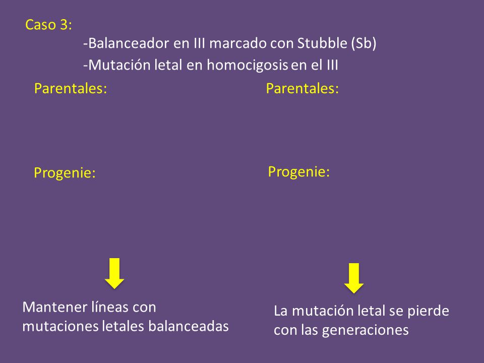 Caso 3: -Balanceador en III marcado con Stubble (Sb) -Mutación letal en homocigosis en el III. Parentales: