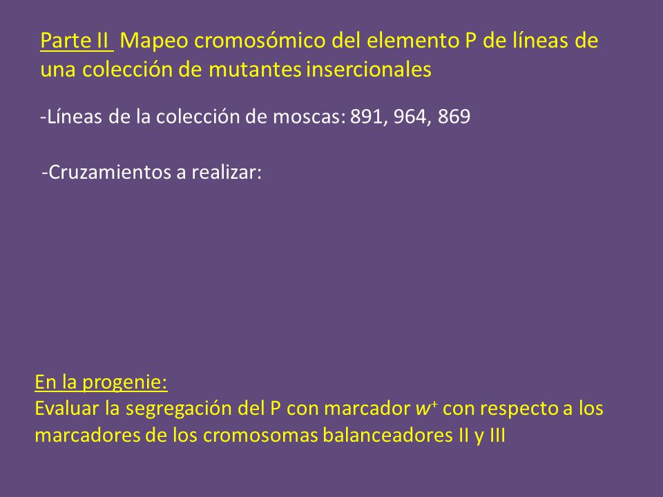 Parte II Mapeo cromosómico del elemento P de líneas de una colección de mutantes insercionales