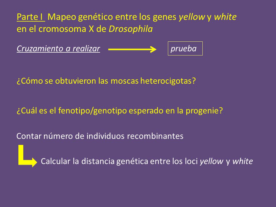 Parte I Mapeo genético entre los genes yellow y white en el cromosoma X de Drosophila