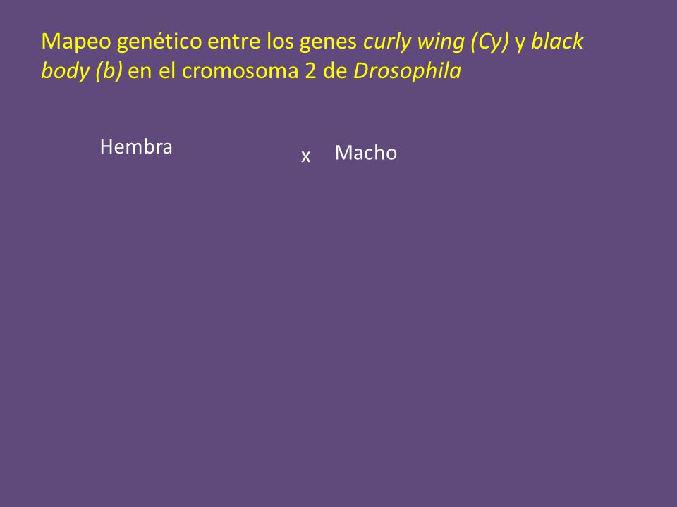 Mapeo genético entre los genes curly wing (Cy) y black body (b) en el cromosoma 2 de Drosophila