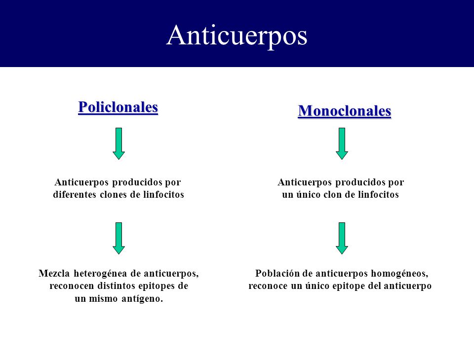 Anticuerpos Policlonales Monoclonales Anticuerpos producidos por