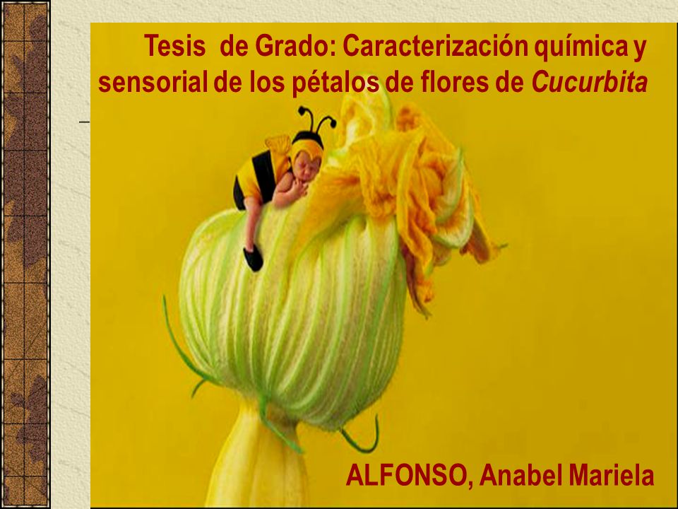 Tesis de Grado: Caracterización química y sensorial de los pétalos de flores de Cucurbita