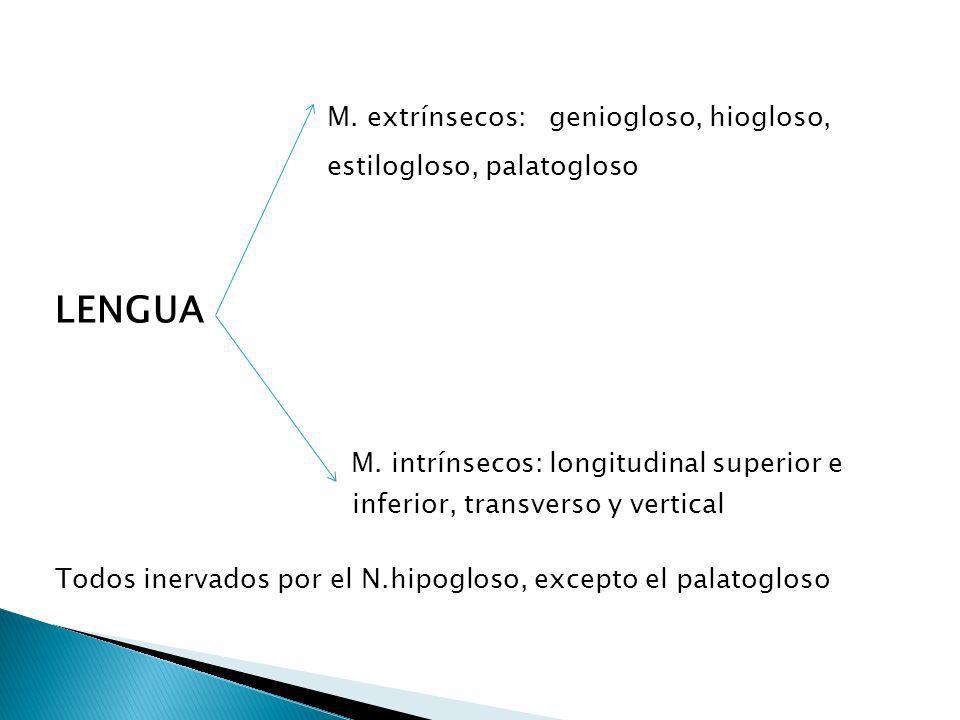 M. intrínsecos: longitudinal superior e