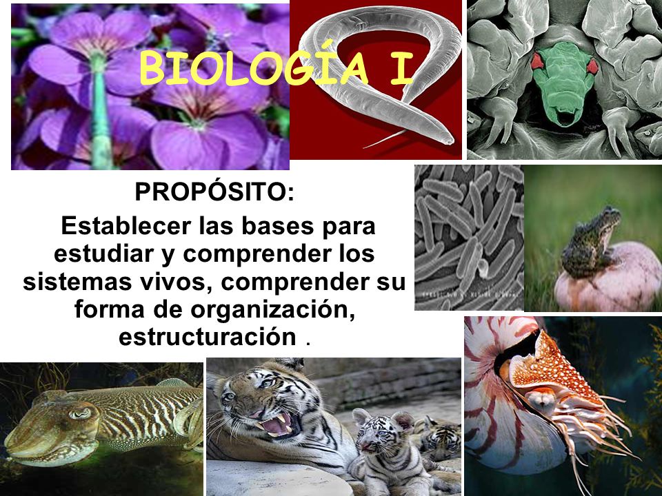 BIOLOGÍA I PROPÓSITO: Establecer las bases para estudiar y comprender los sistemas vivos, comprender su forma de organización, estructuración .