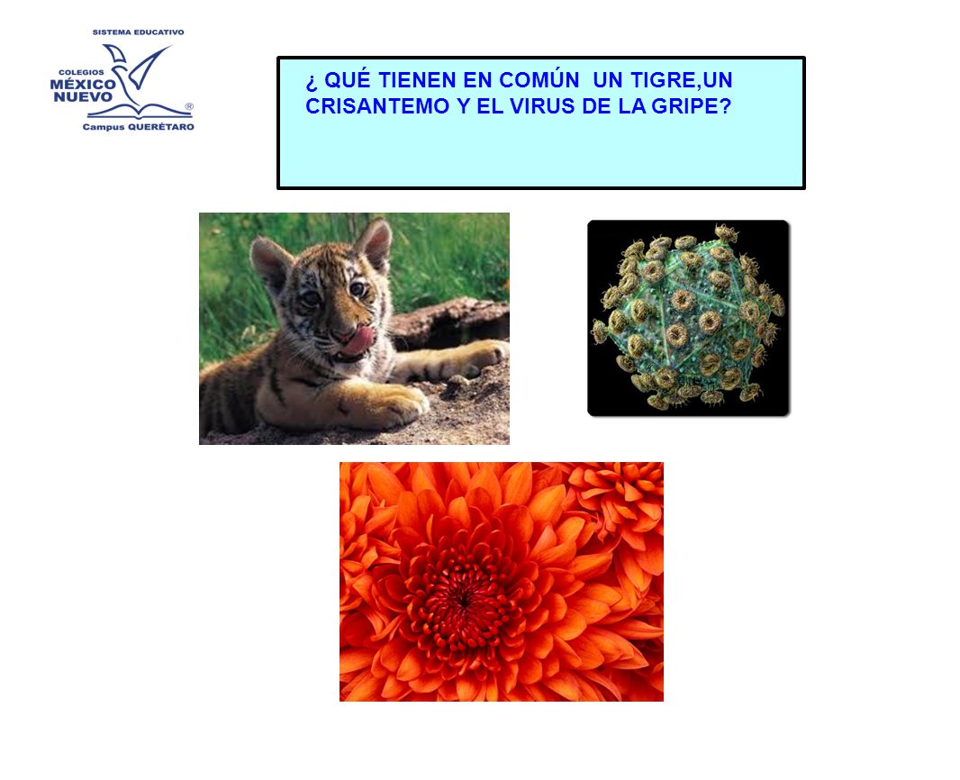 ¿ QUÉ TIENEN EN COMÚN UN TIGRE,UN CRISANTEMO Y EL VIRUS DE LA GRIPE