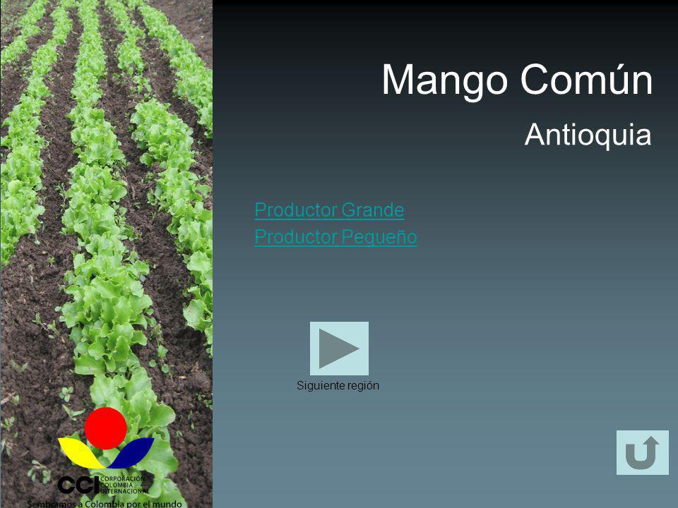 Mango Común Antioquia Productor Grande Productor Pequeño