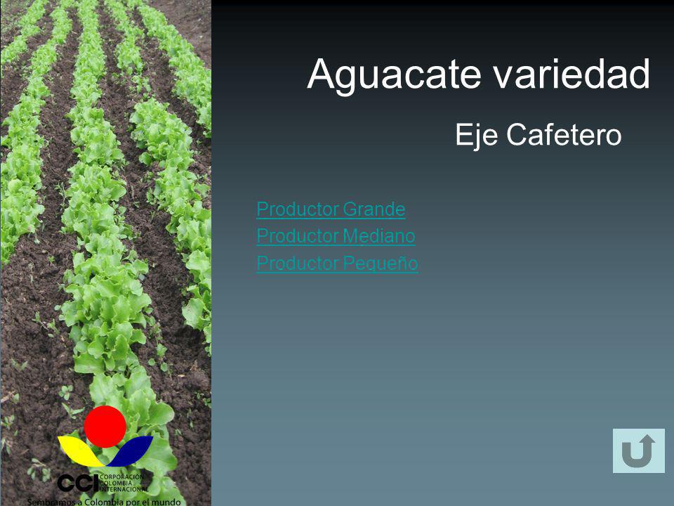 Aguacate variedad Eje Cafetero Productor Grande Productor Mediano