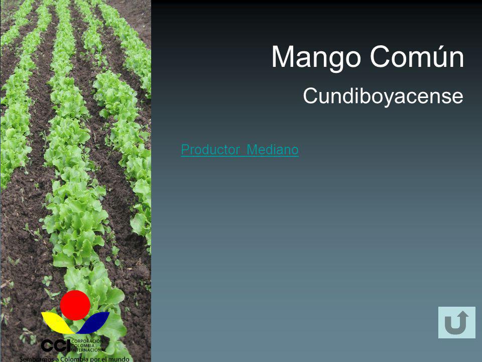 Mango Común Cundiboyacense Productor Mediano