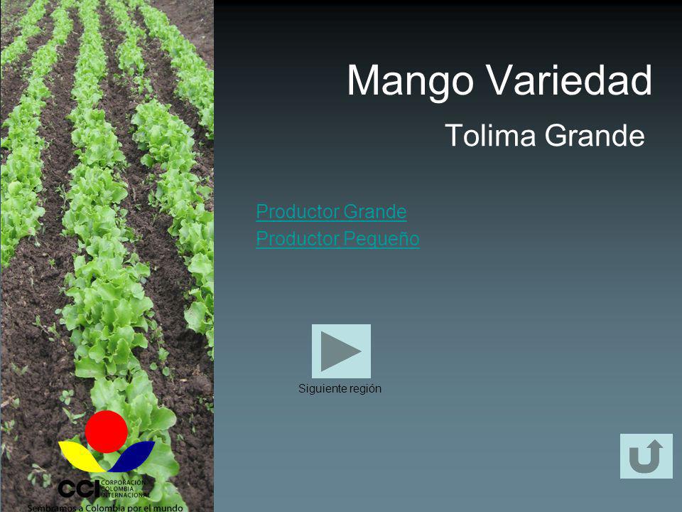 Mango Variedad Tolima Grande Productor Grande Productor Pequeño