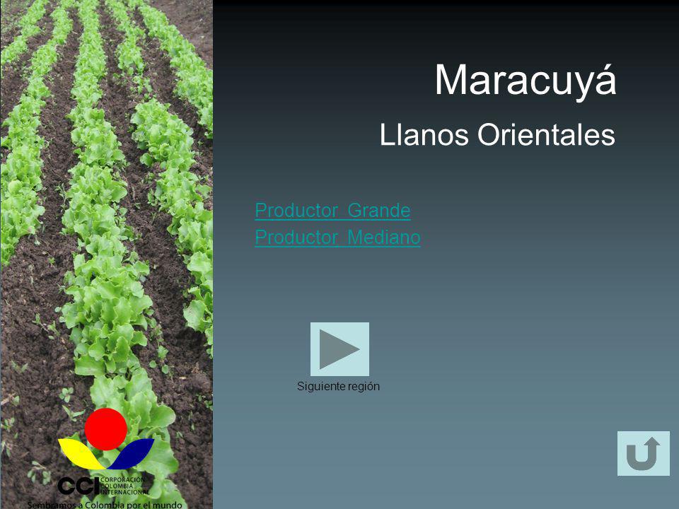 Maracuyá Llanos Orientales Productor Grande Productor Mediano