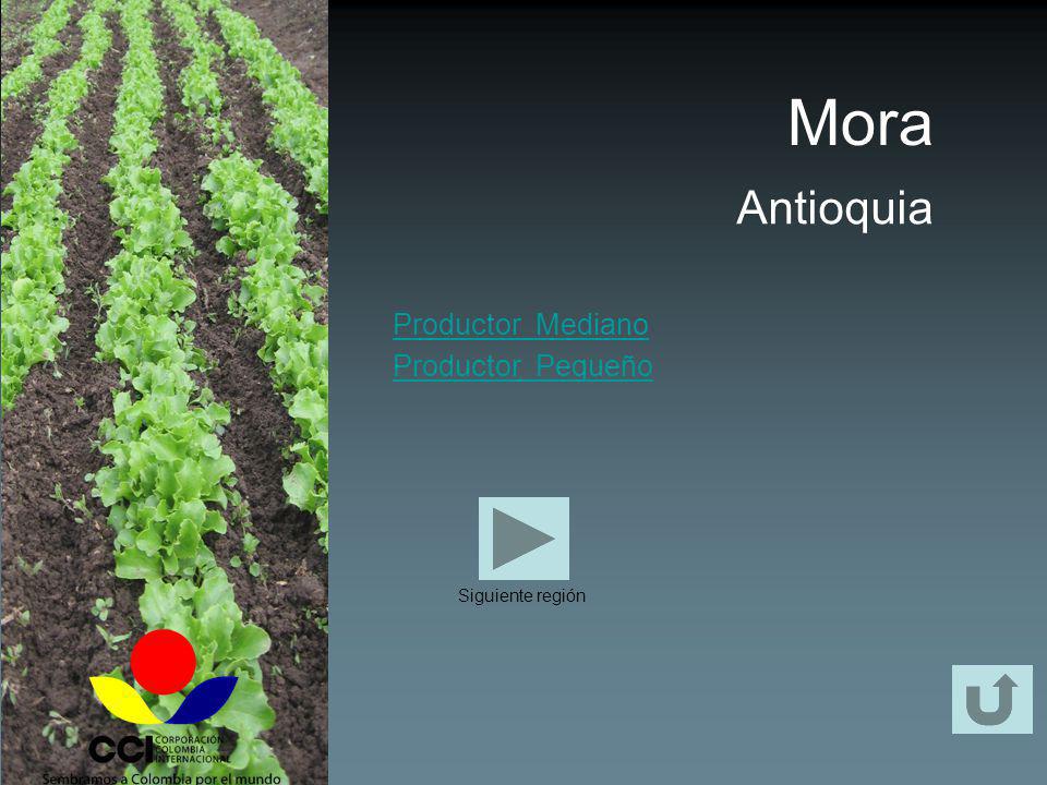 Mora Antioquia Productor Mediano Productor Pequeño Siguiente región