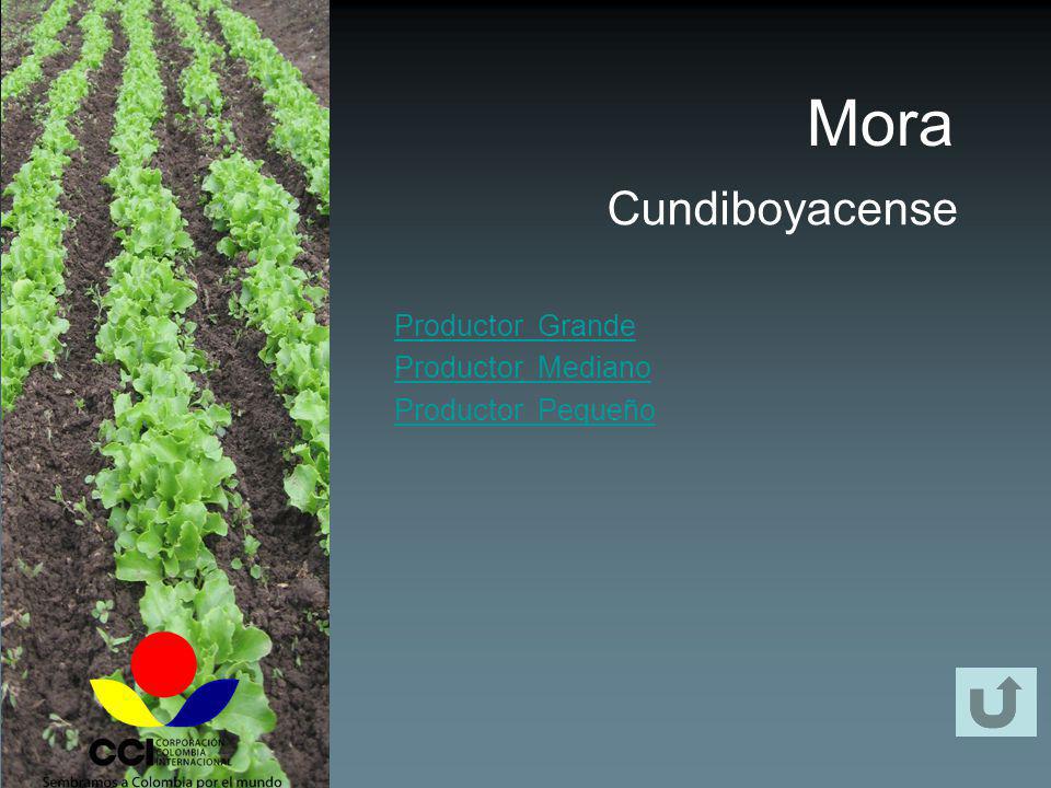 Mora Cundiboyacense Productor Grande Productor Mediano