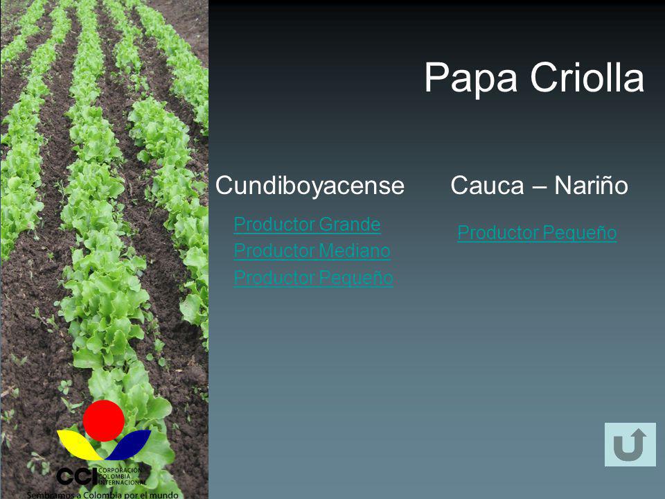 Papa Criolla Cundiboyacense Cauca – Nariño Productor Grande