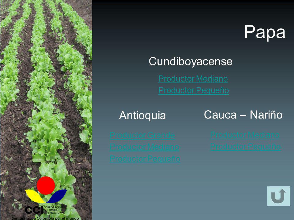 Papa Cundiboyacense Antioquia Cauca – Nariño Productor Mediano