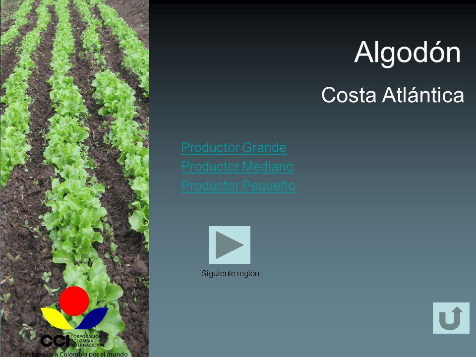 Algodón Costa Atlántica Productor Grande Productor Mediano