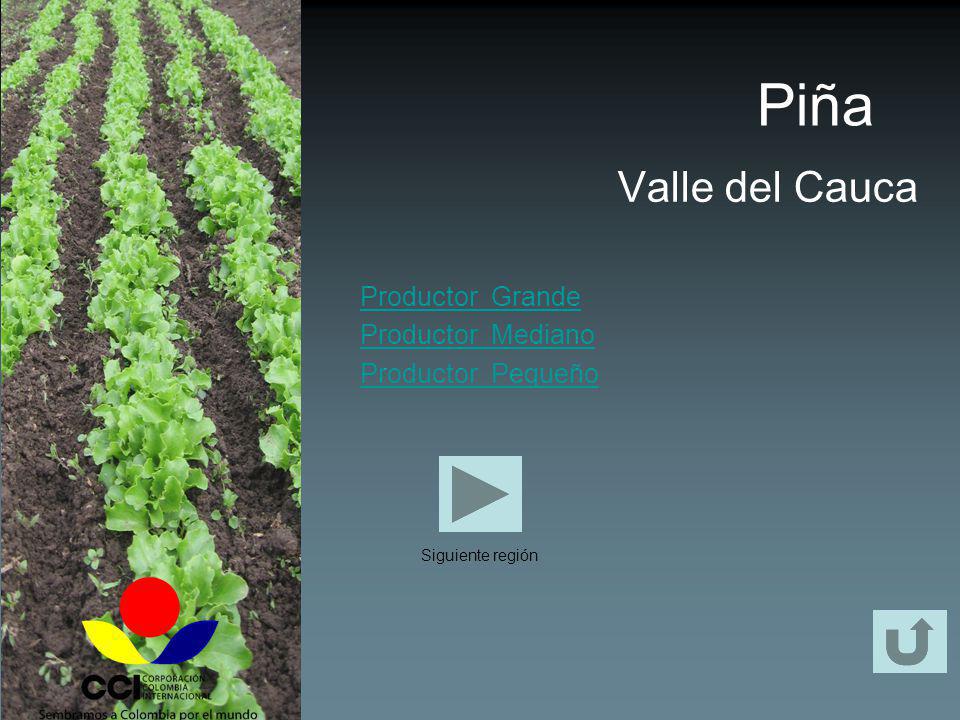 Piña Valle del Cauca Productor Grande Productor Mediano