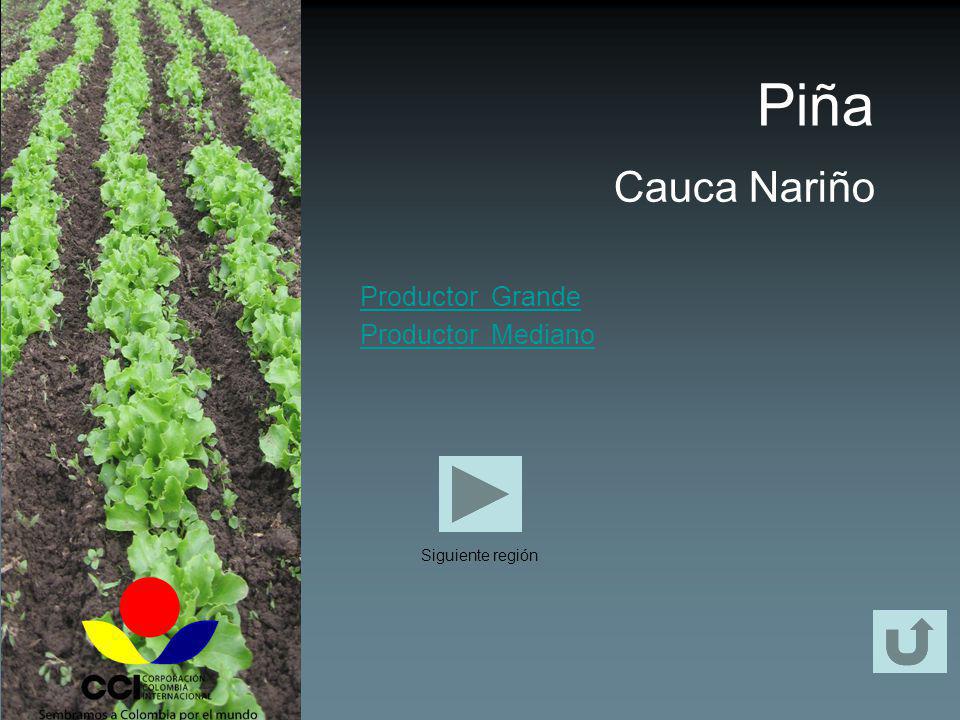 Piña Cauca Nariño Productor Grande Productor Mediano Siguiente región