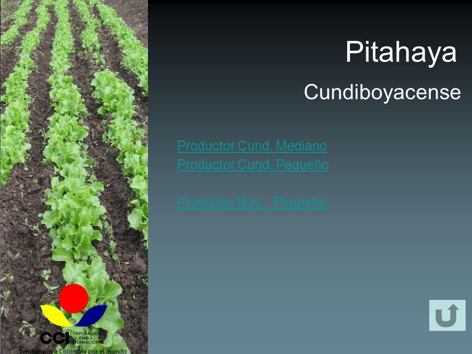 Pitahaya Cundiboyacense Productor Cund. Mediano