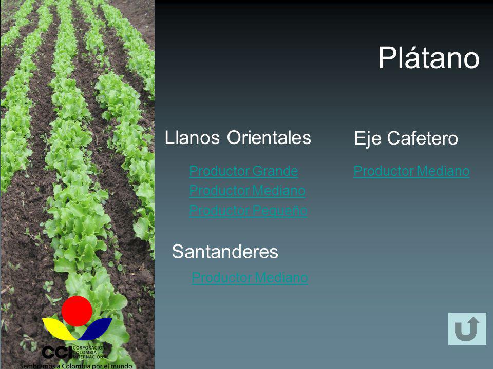 Plátano Llanos Orientales Eje Cafetero Santanderes Productor Grande