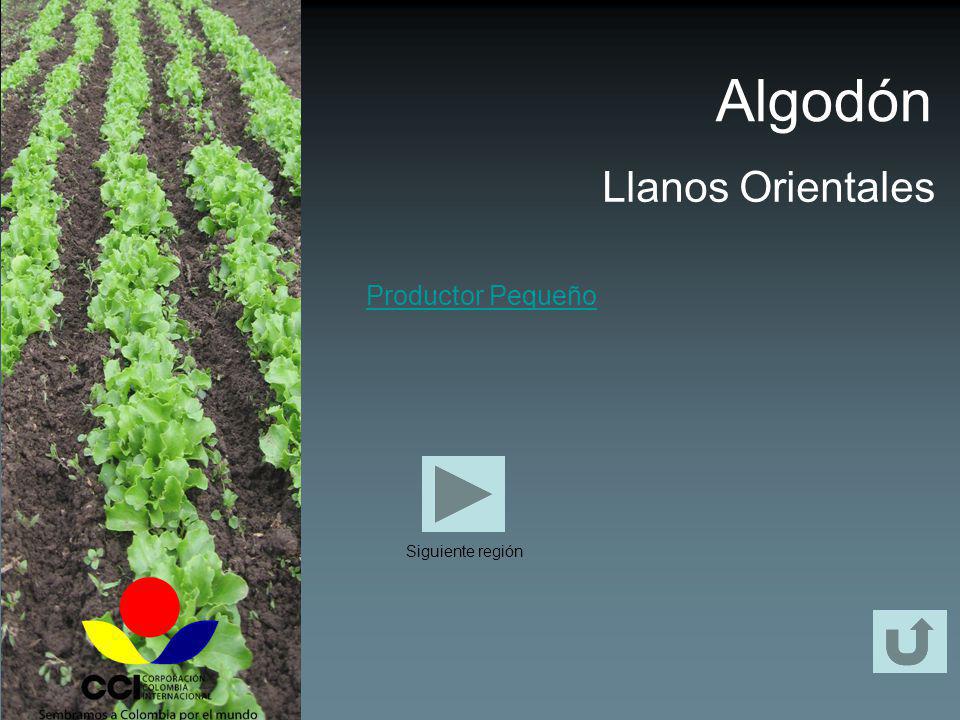 Algodón Llanos Orientales Productor Pequeño Siguiente región