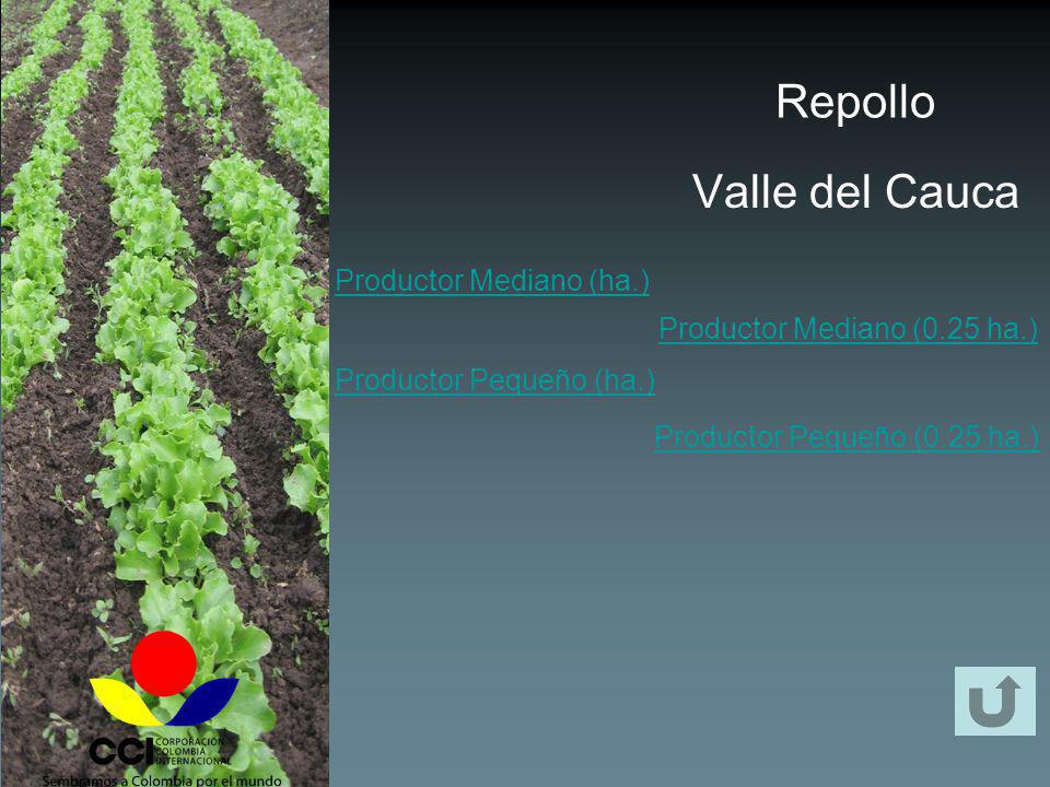 Repollo Valle del Cauca Productor Mediano (ha.)