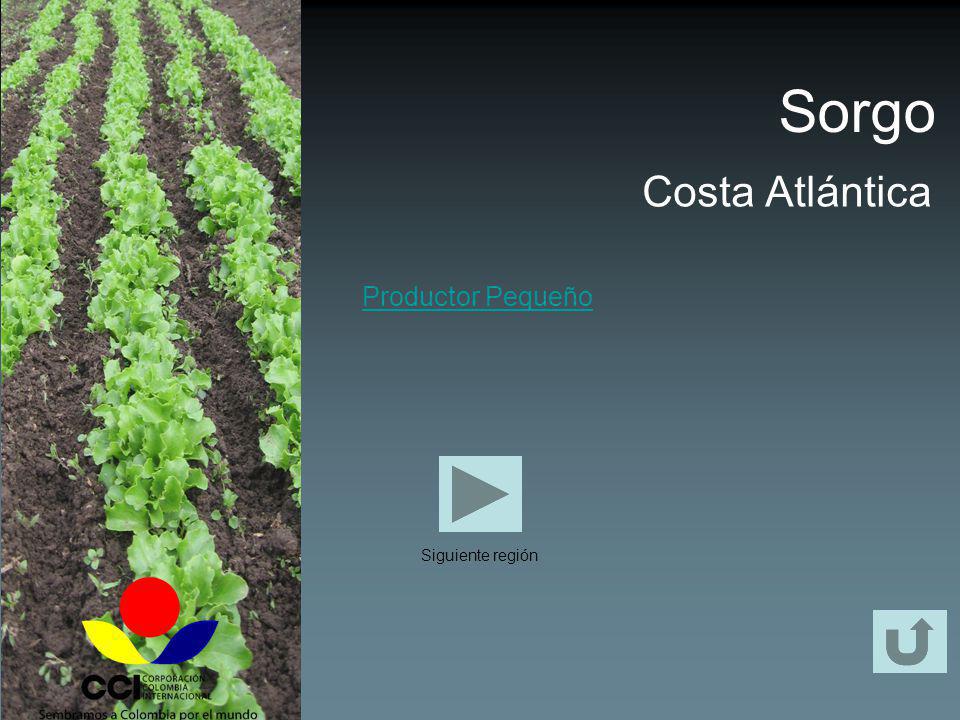 Sorgo Costa Atlántica Productor Pequeño Siguiente región