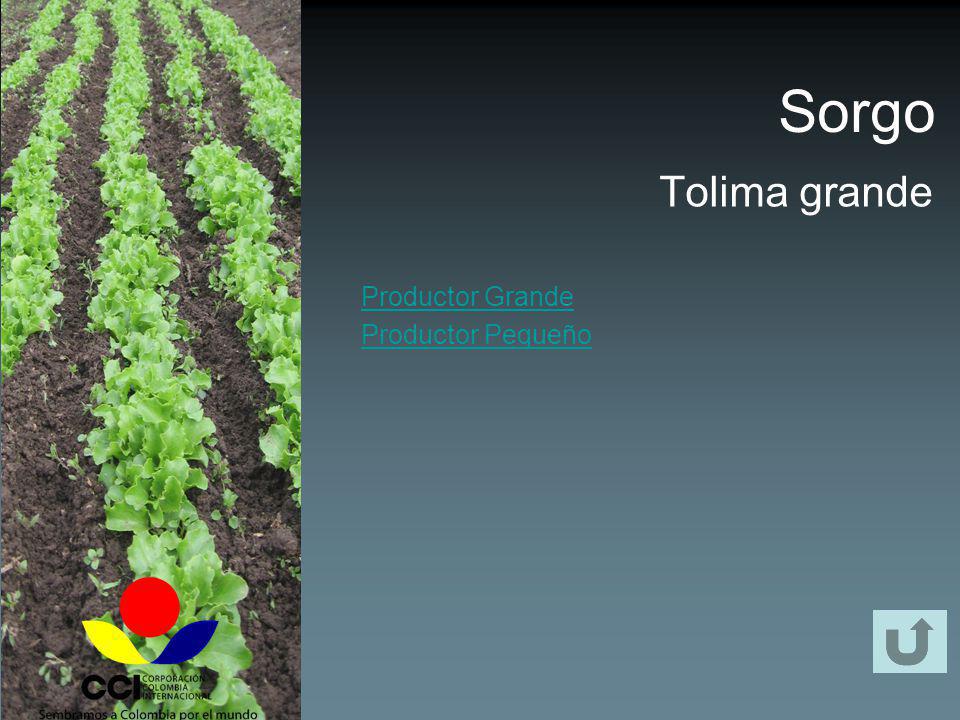 Sorgo Tolima grande Productor Grande Productor Pequeño