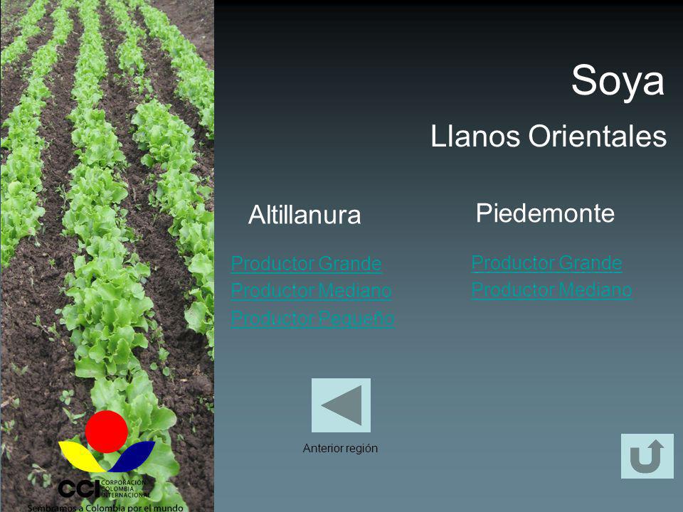 Soya Piedemonte Llanos Orientales Altillanura Productor Grande