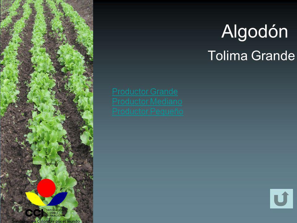 Algodón Tolima Grande Productor Grande Productor Mediano