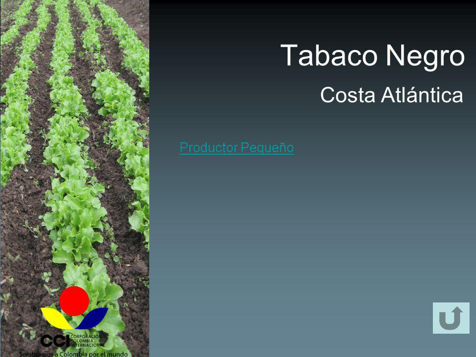 Tabaco Negro Costa Atlántica Productor Pequeño
