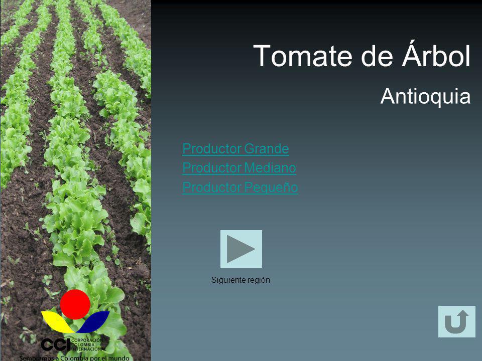 Tomate de Árbol Antioquia Productor Grande Productor Mediano