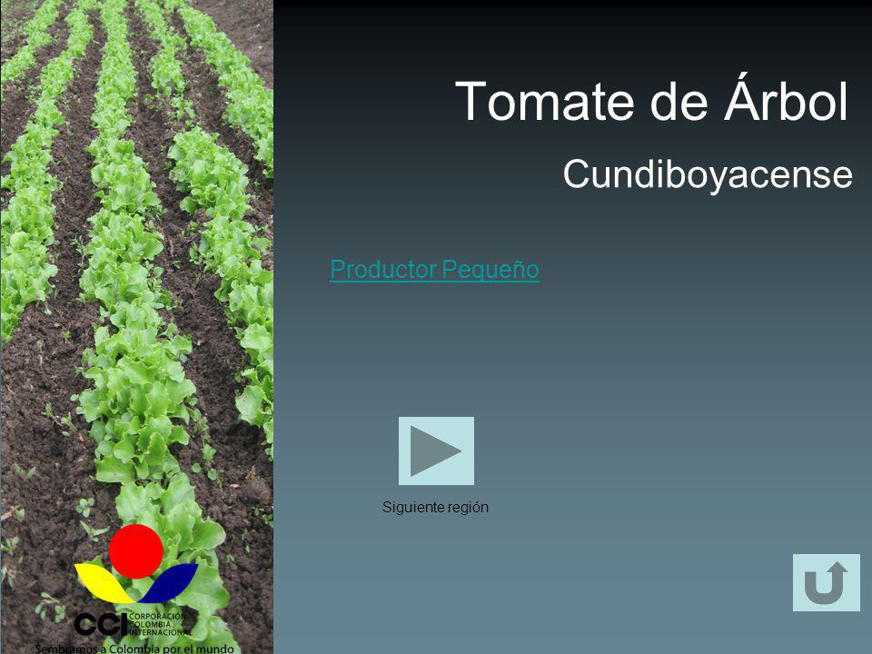 Tomate de Árbol Cundiboyacense Productor Pequeño Siguiente región