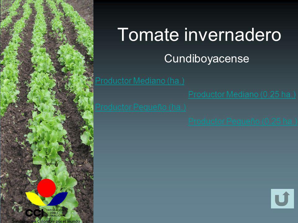 Tomate invernadero Cundiboyacense Productor Mediano (ha.)