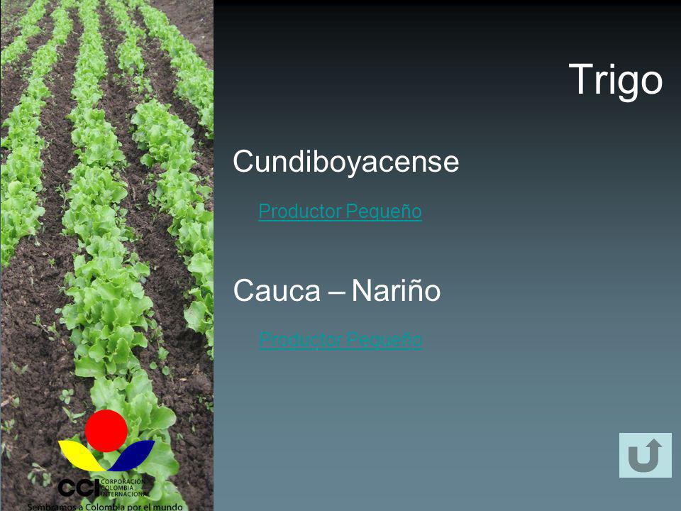 Trigo Cundiboyacense Cauca – Nariño Productor Pequeño