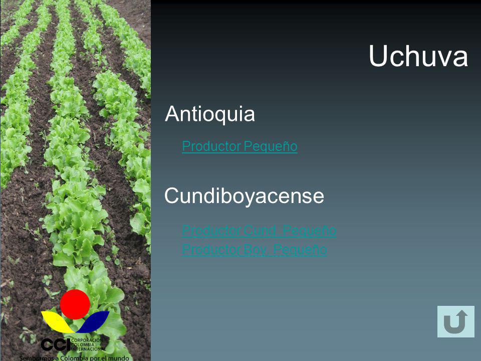Uchuva Antioquia Cundiboyacense Productor Pequeño