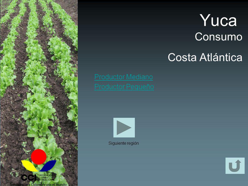 Yuca Consumo Costa Atlántica Productor Mediano Productor Pequeño