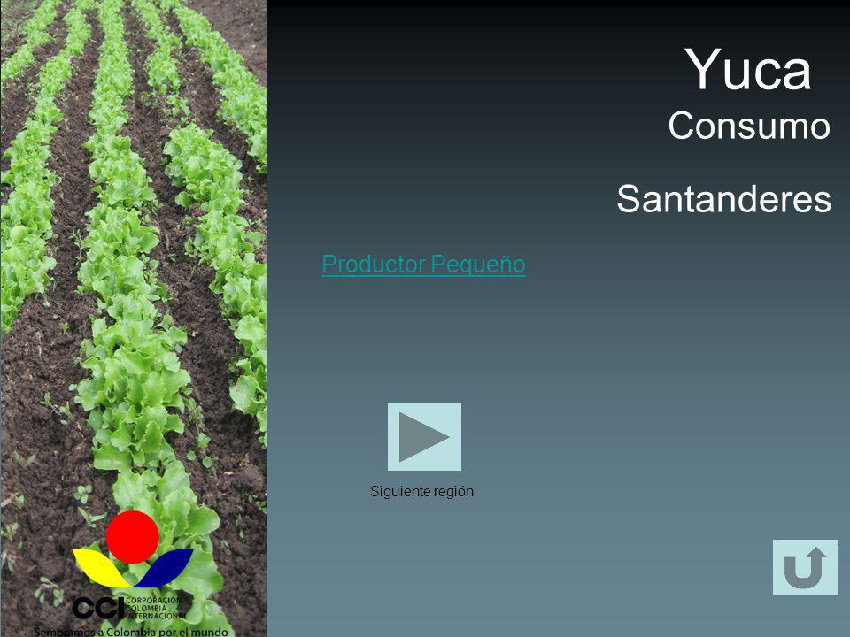 Yuca Consumo Santanderes Productor Pequeño Siguiente región