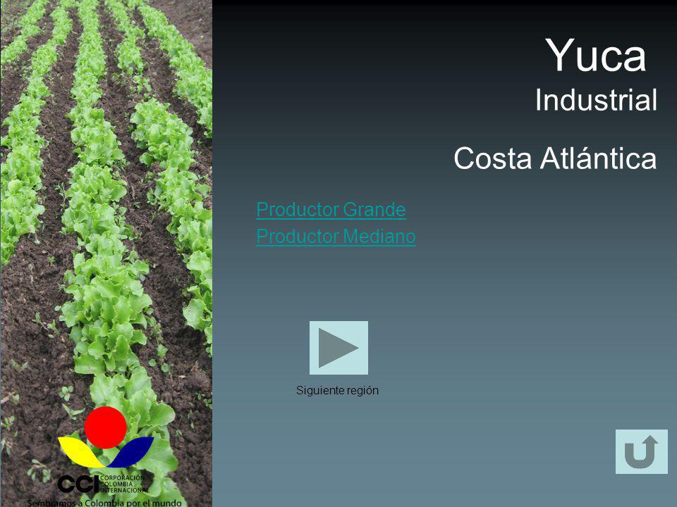 Yuca Industrial Costa Atlántica Productor Grande Productor Mediano