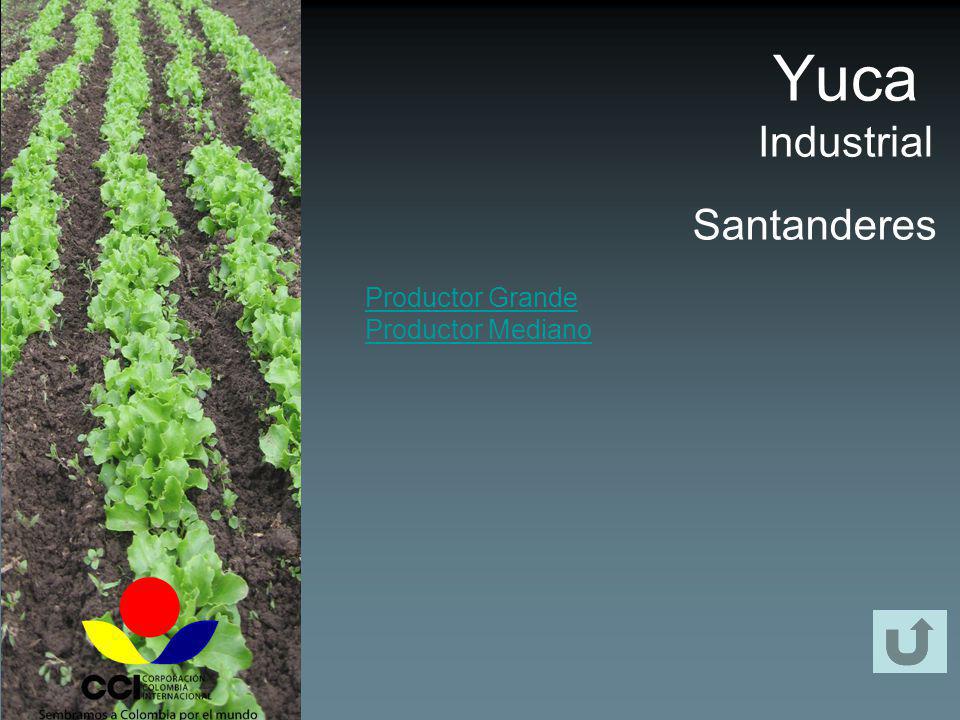 Yuca Industrial Santanderes Productor Grande Productor Mediano